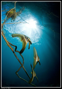 batfish 2 by Dray Van Beeck 